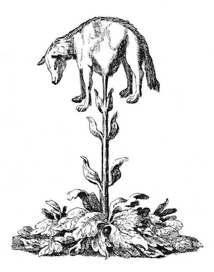 veg-lamb